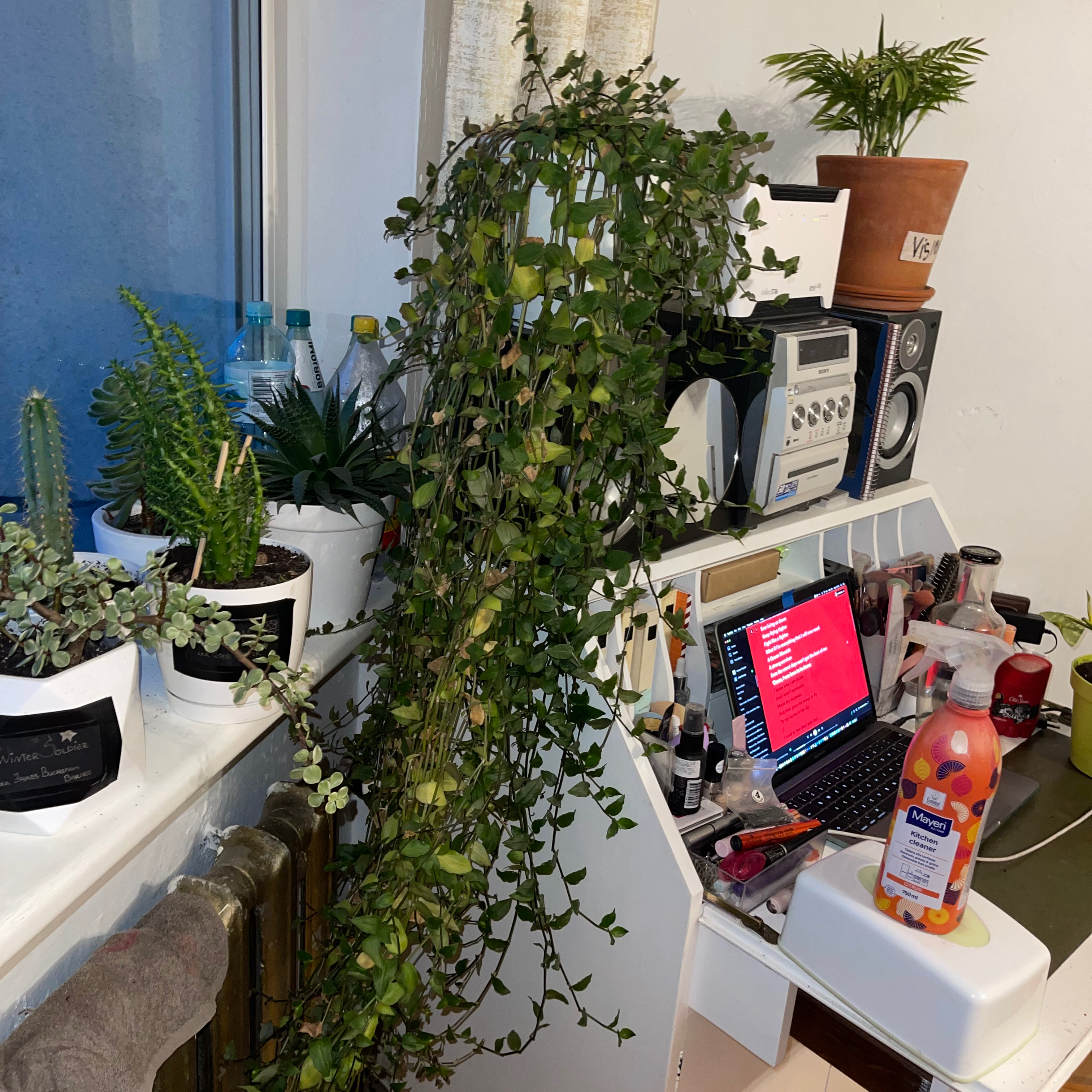 Photo of the plant species Asiatic Dayflower by @Mildainis named Natasha Romanov on Greg, the plant care app