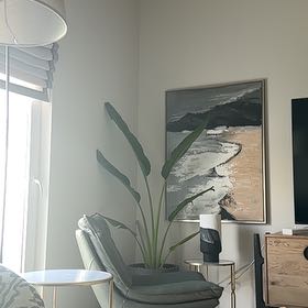 Photo of the plant species French Plantain by @GlossyStonecrop named Achilles on Greg, the plant care app
