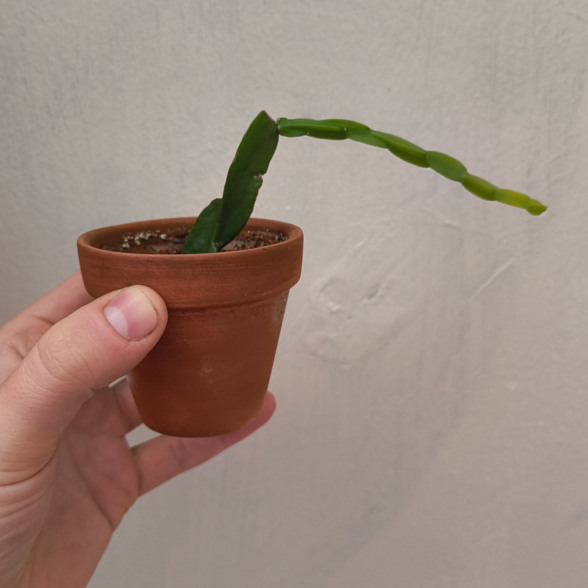 Rhipsalis