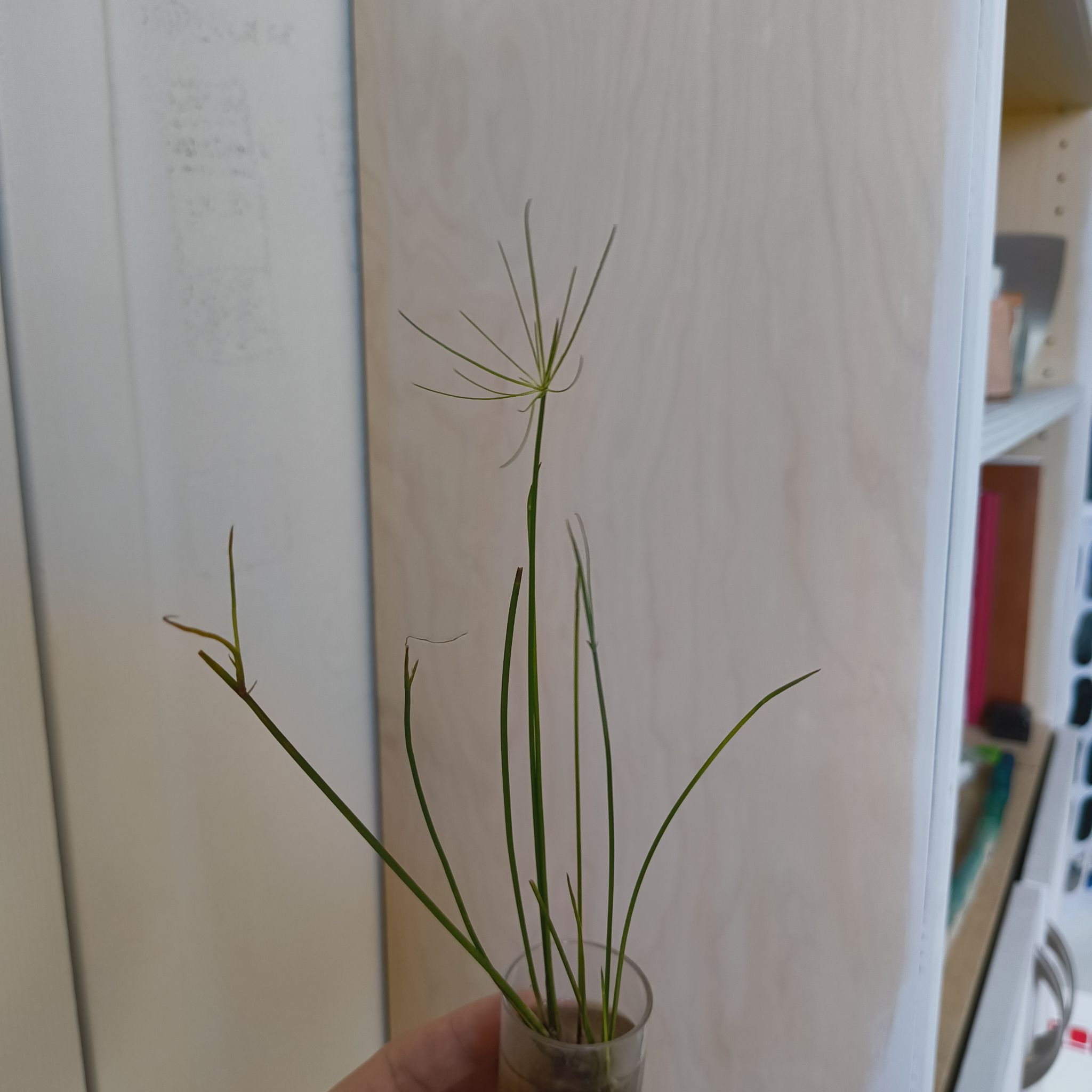 Photo of the plant species Haspan Flatsedge by @CopiousDracena named Leafgrass on Greg, the plant care app