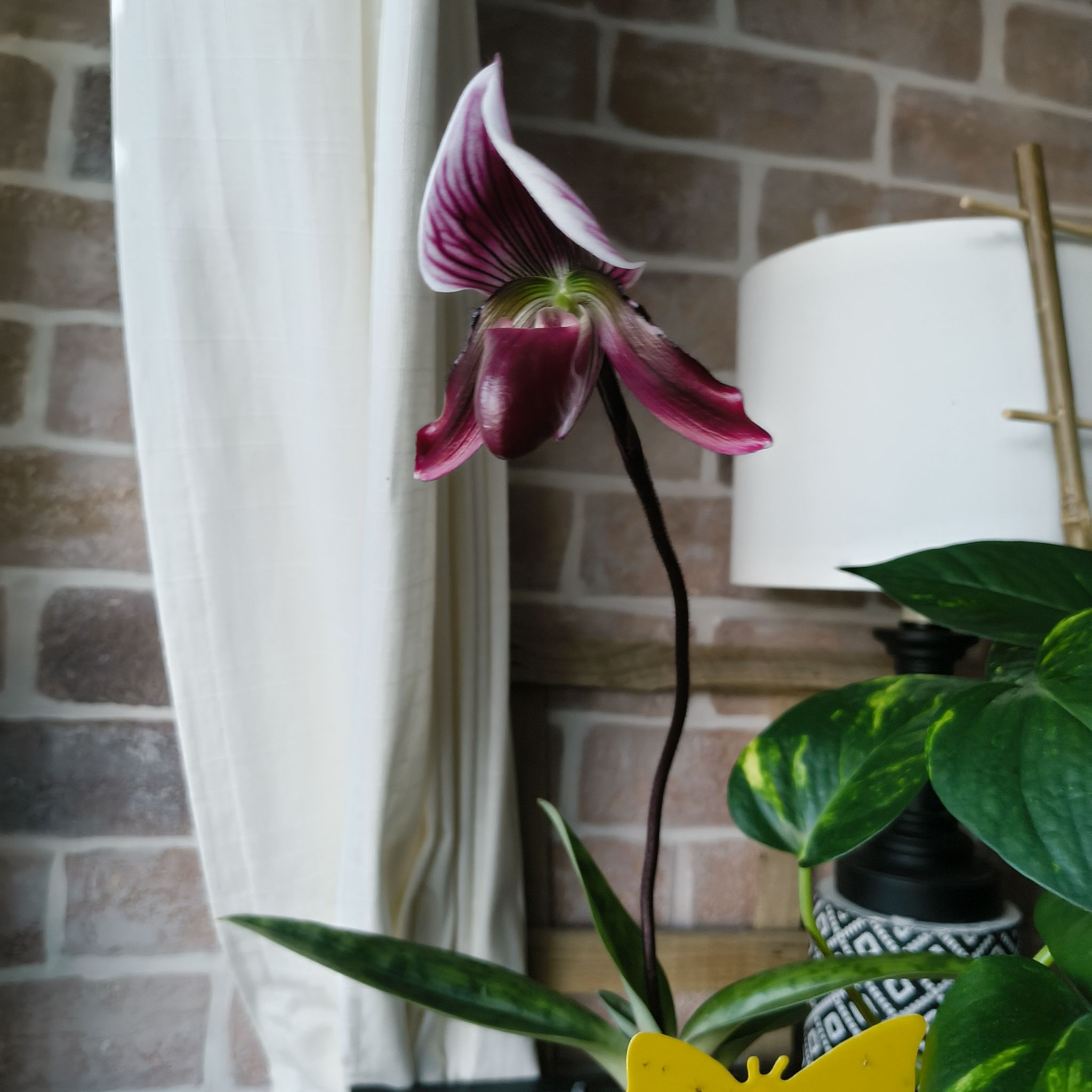 Photo of the plant species Paphiopedilum 'Plum' by @CopiousDracena named Paph (Yi-Yang Santa Claus) on Greg, the plant care app