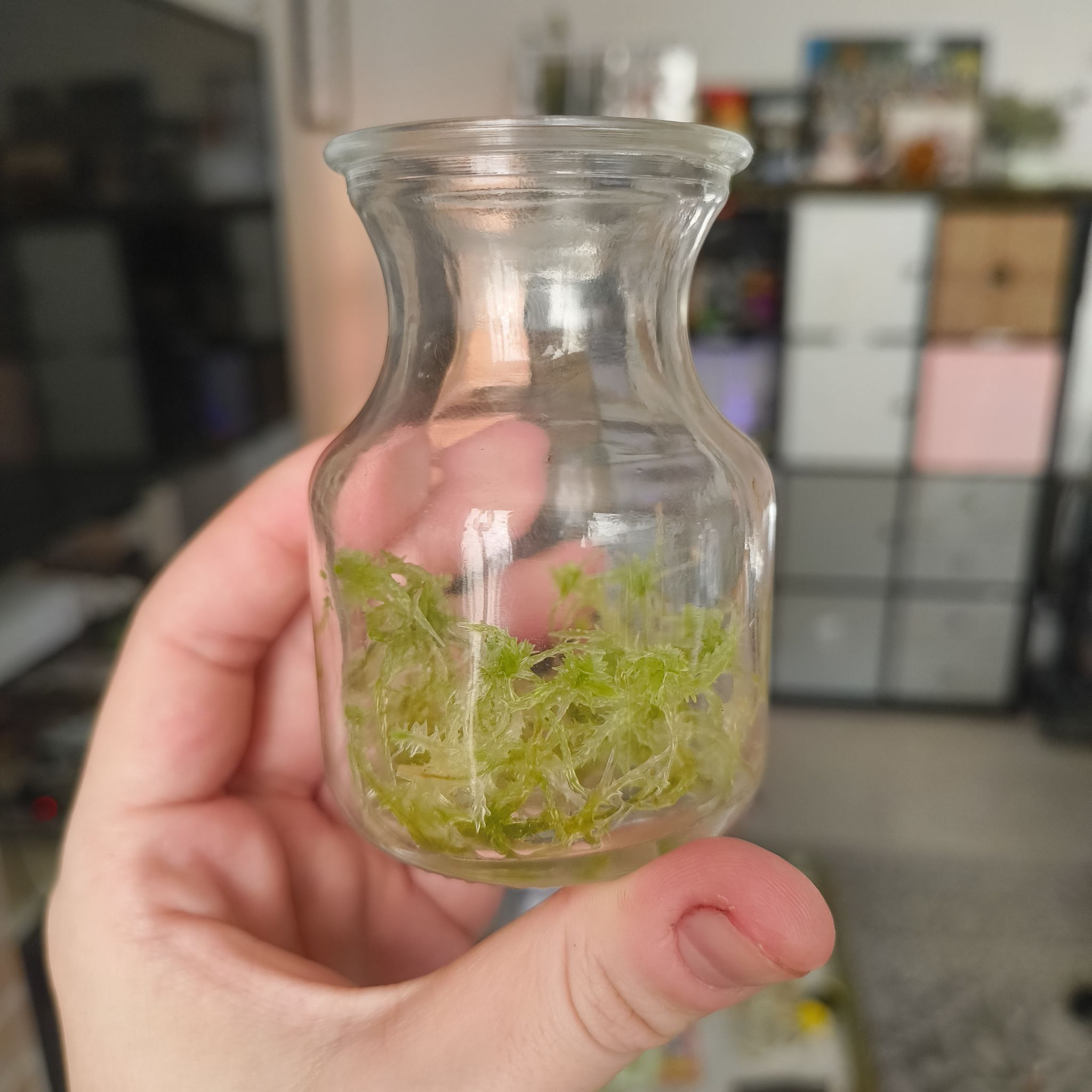 Photo of the plant species Sphagnum Moss by @CopiousDracena named Spaggy on Greg, the plant care app