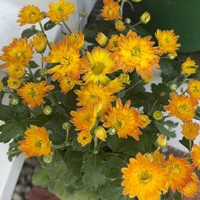 Photo of the plant species Garden Mum by @HeirOxeyedaisy named Orwell on Greg, the plant care app