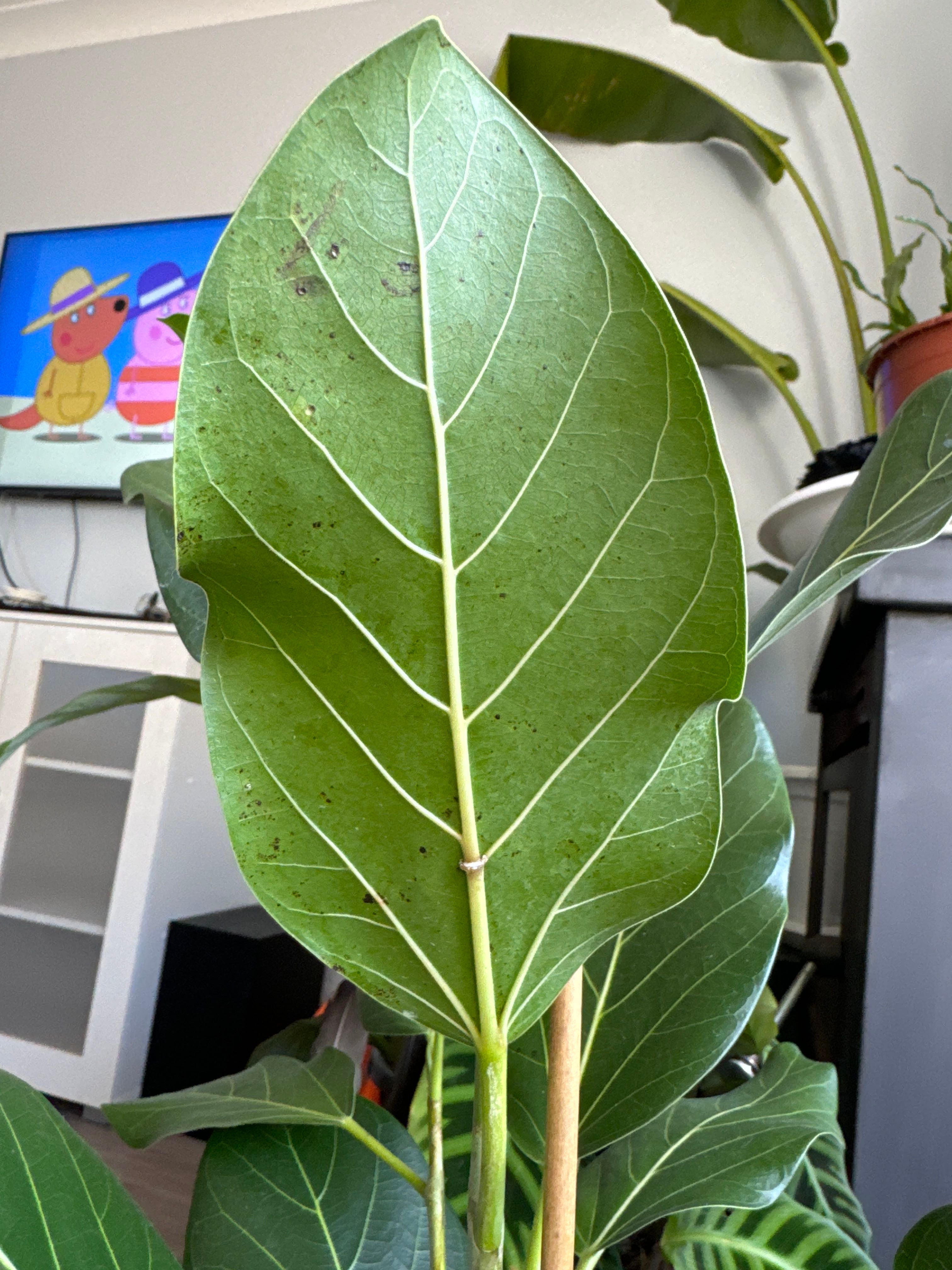 Keep Your Peter's Honey Fig Alive Light, Water & Care Instructions