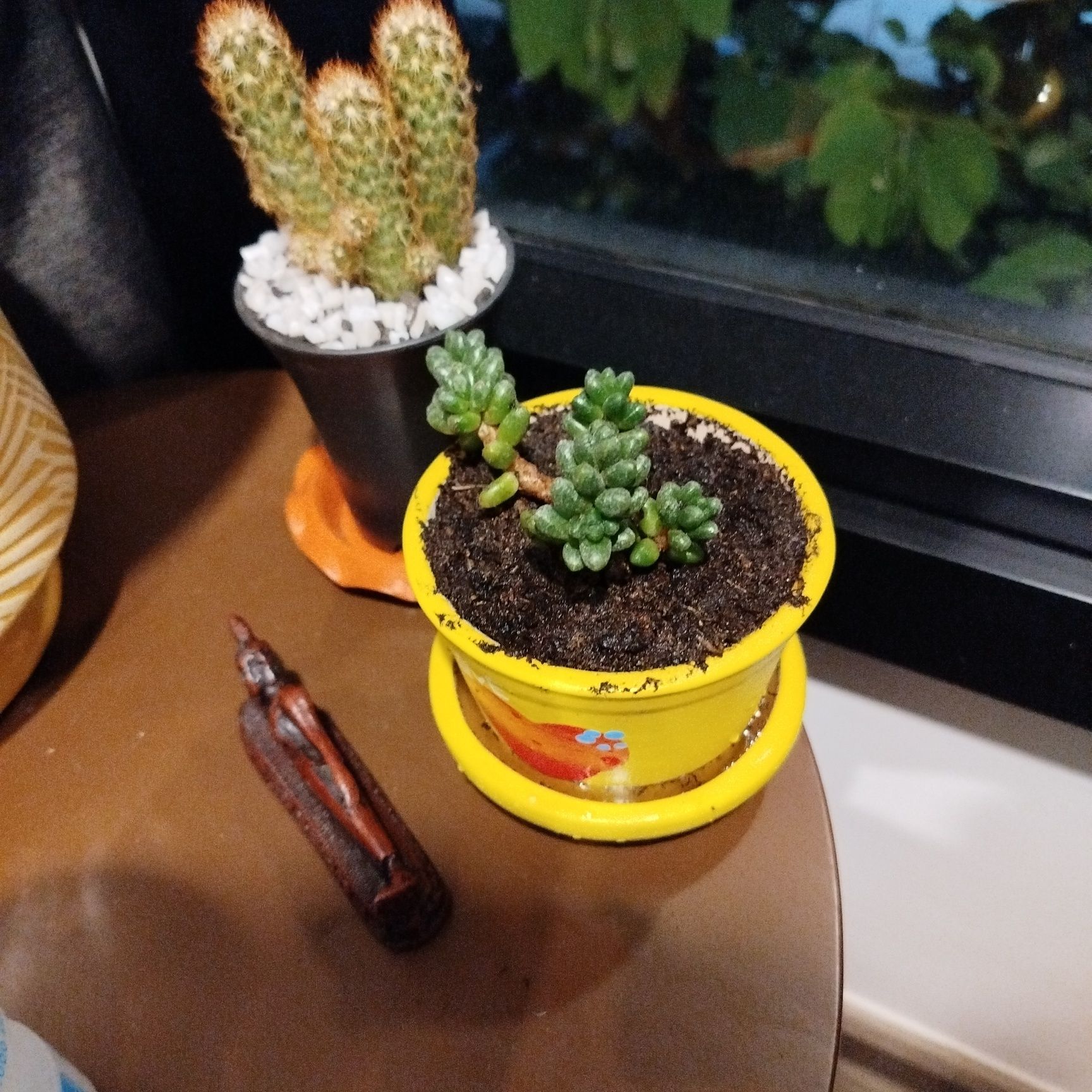 Photo of the plant species Bonsai Sedum by @StarDawnredwood named Принцесска пупырка on Greg, the plant care app