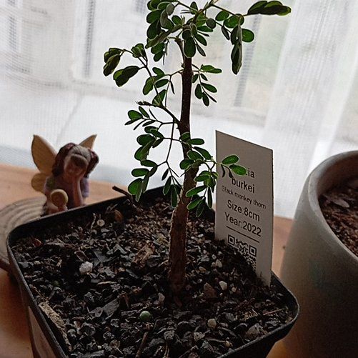 Photo of the plant species Black Monkey-Thorn by @ConnectedBasil named Thorn on Greg, the plant care app