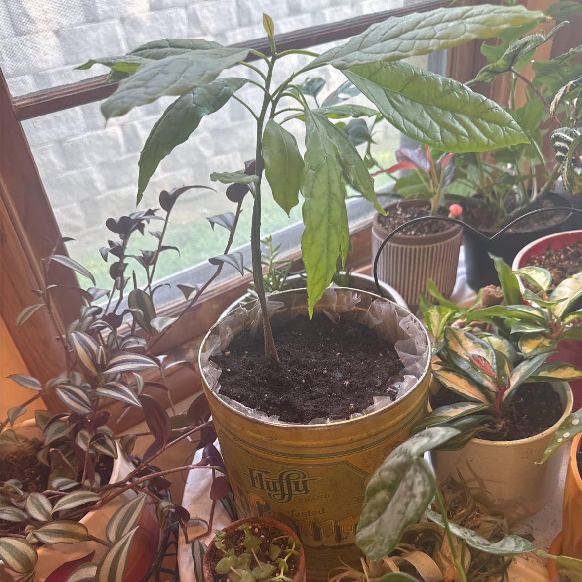 Photo of the plant species Avacodo Plant by @NewMossfern14 named Elina on Greg, the plant care app