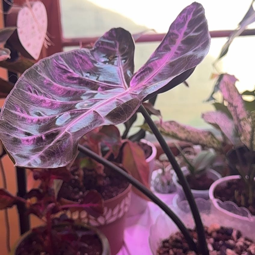 Photo of the plant species Alocasia Wentii Sunset by @NewMossfern14 named Maya on Greg, the plant care app