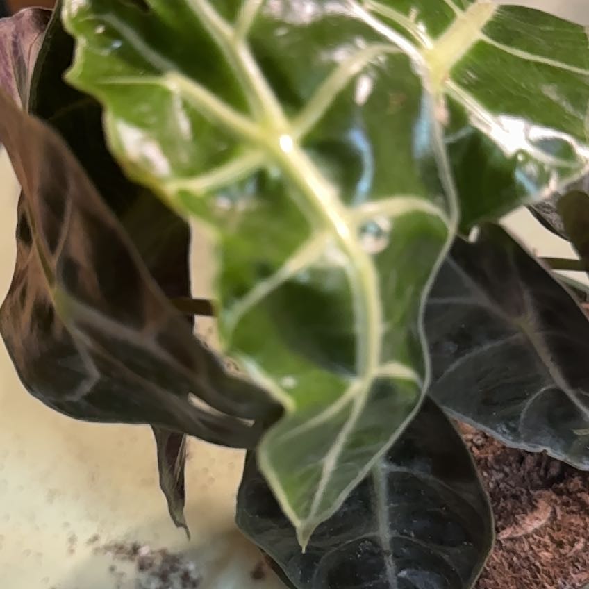 Photo of the plant species Africian Black Mask by @NewMossfern14 named Lavender on Greg, the plant care app