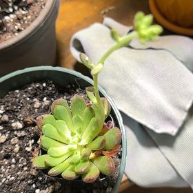 Photo of the plant species Mexican Snowball Echeveria by @NewMossfern14 named Leonardo on Greg, the plant care app