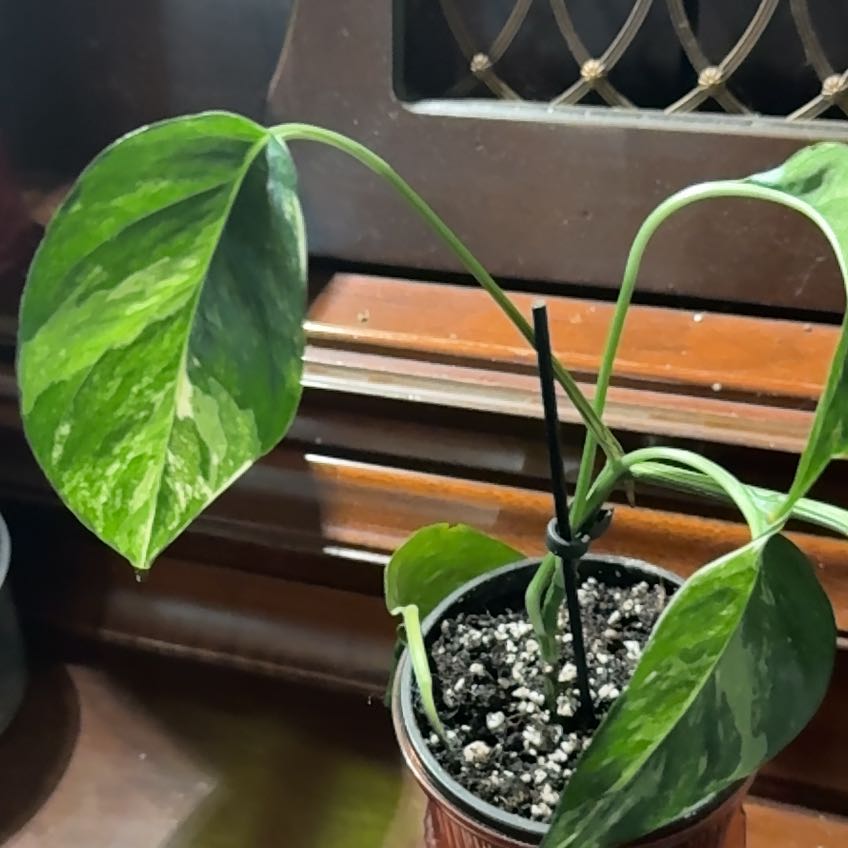 Photo of the plant species Epi Albo by @NewMossfern14 named Harper on Greg, the plant care app