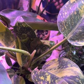 Photo of the plant species green congo by @NewMossfern14 named Daphne on Greg, the plant care app