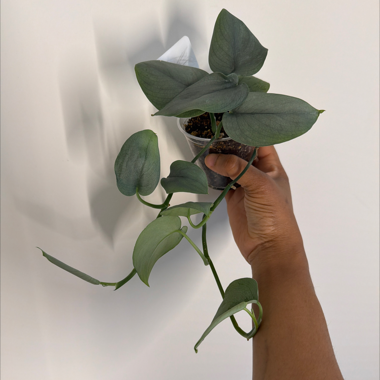 Photo of the plant species Scindapsus 'Platinum Java' by @GodlyVelvetweed named Beau on Greg, the plant care app