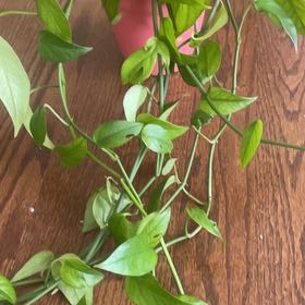 Photo of the plant species baltic blue pothos by @GodlyVelvetweed named Ellie on Greg, the plant care app