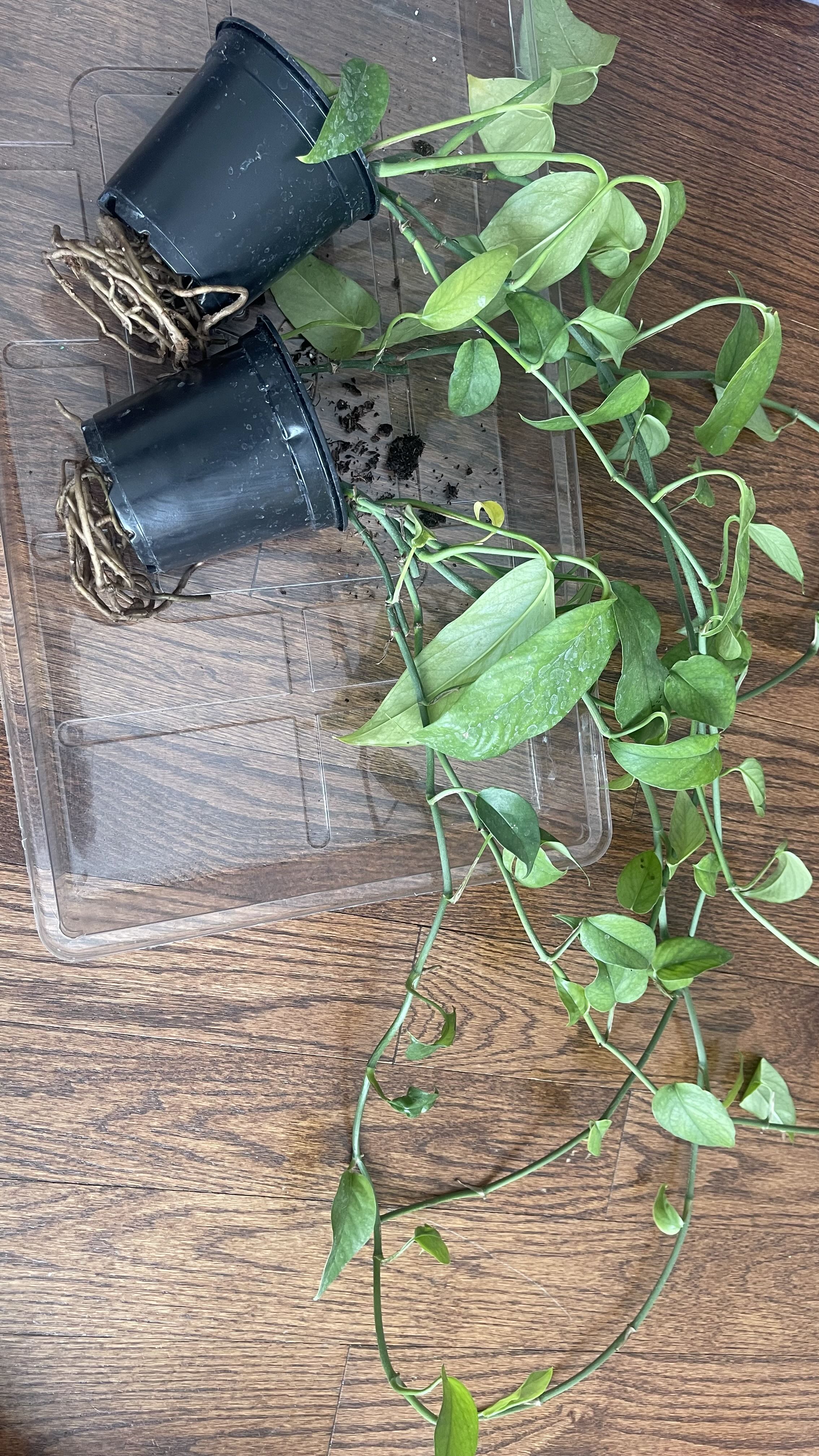 Photo from the post