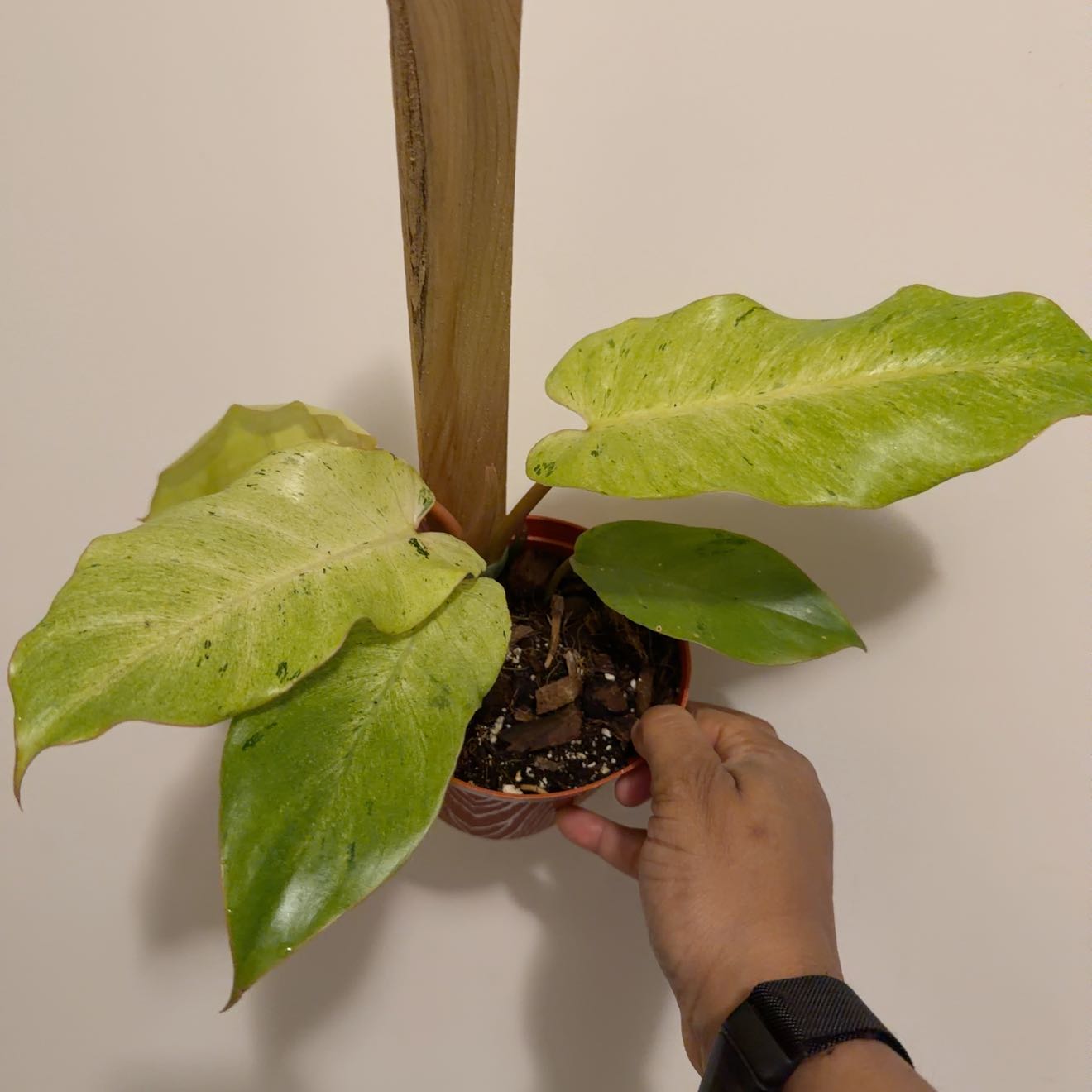 Photo of the plant species Philodendron 'Snow Drift' by @GodlyVelvetweed named Snow Queenn on Greg, the plant care app