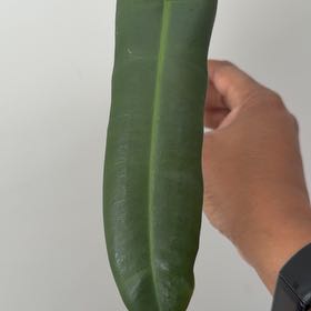 Photo of the plant species Philodendron atabapoense by @GodlyVelvetweed named Navajo on Greg, the plant care app