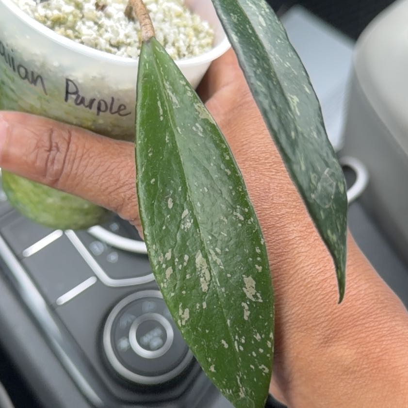 Photo of the plant species Hoya publicalyx 'Royal Hawaiian Purple' by @GodlyVelvetweed named Aristotle on Greg, the plant care app