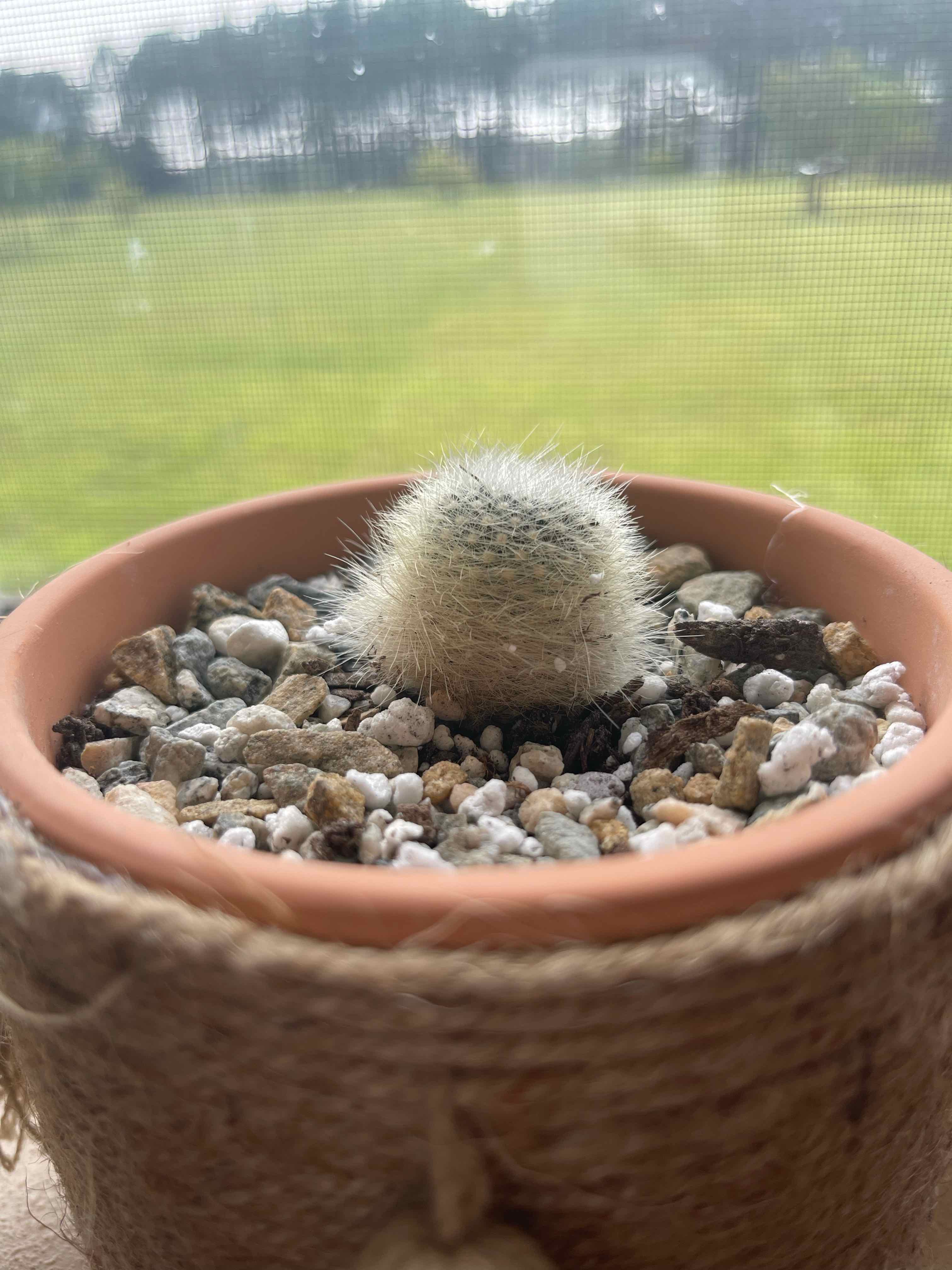 Small Orange Crown Cactus in a pot with rocky soil, healthy and well-focused.