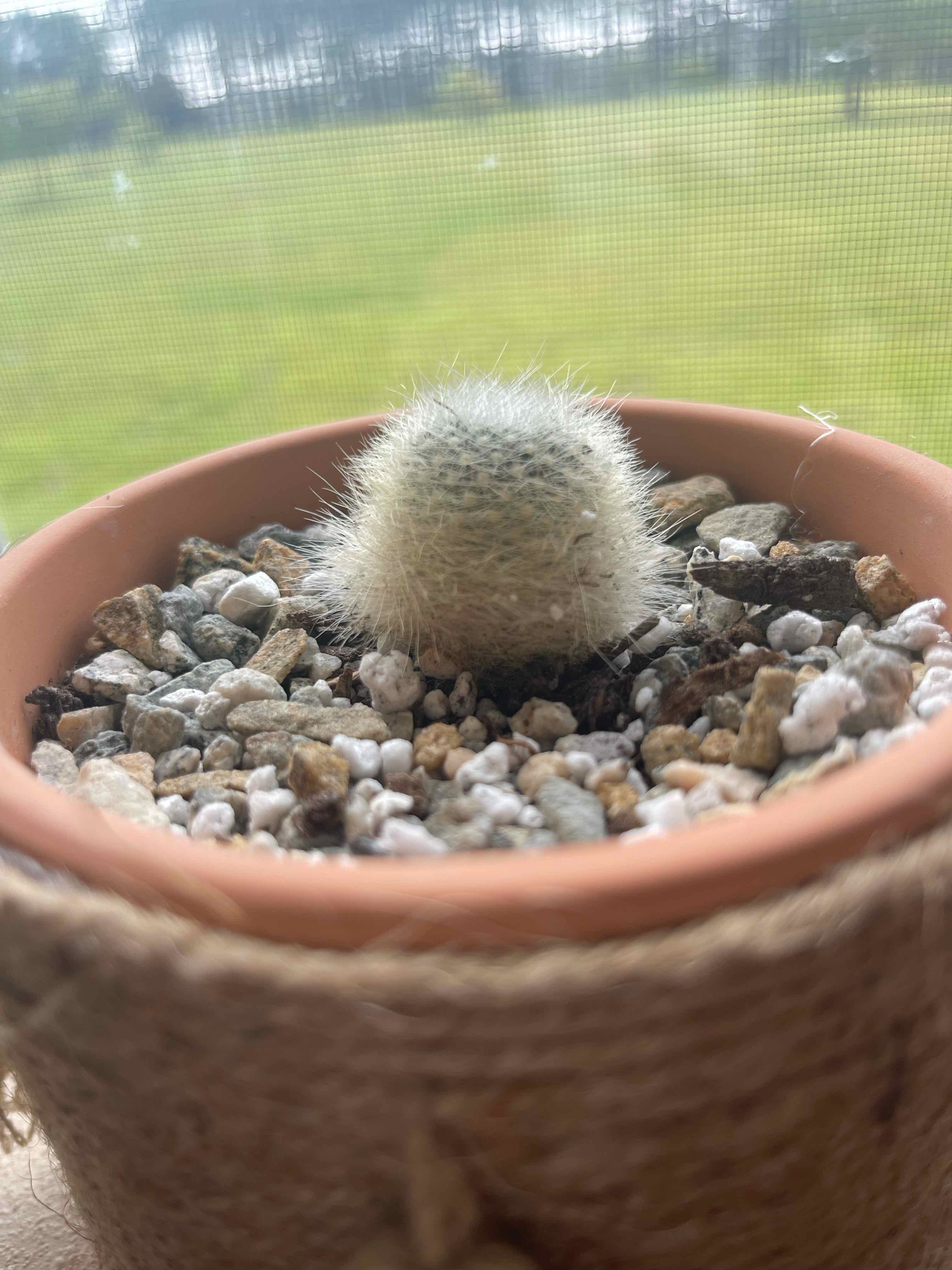 Small Orange Crown Cactus in a pot with pebbles and soil, healthy appearance.