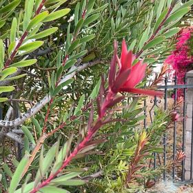 Photo of the plant species Common Sunshine Conebush by @FunGoldencolumn named Hemingway on Greg, the plant care app