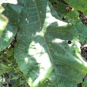 Photo of the plant species Mandrake by @FunGoldencolumn named Leaf Erickson on Greg, the plant care app