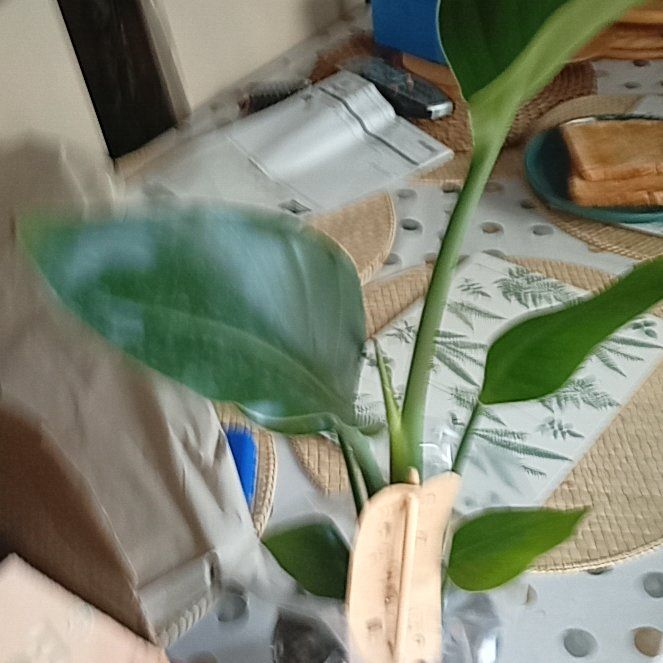 Photo of the plant species Bird of Paradise by @ZealGreatburnet named Terra on Greg, the plant care app