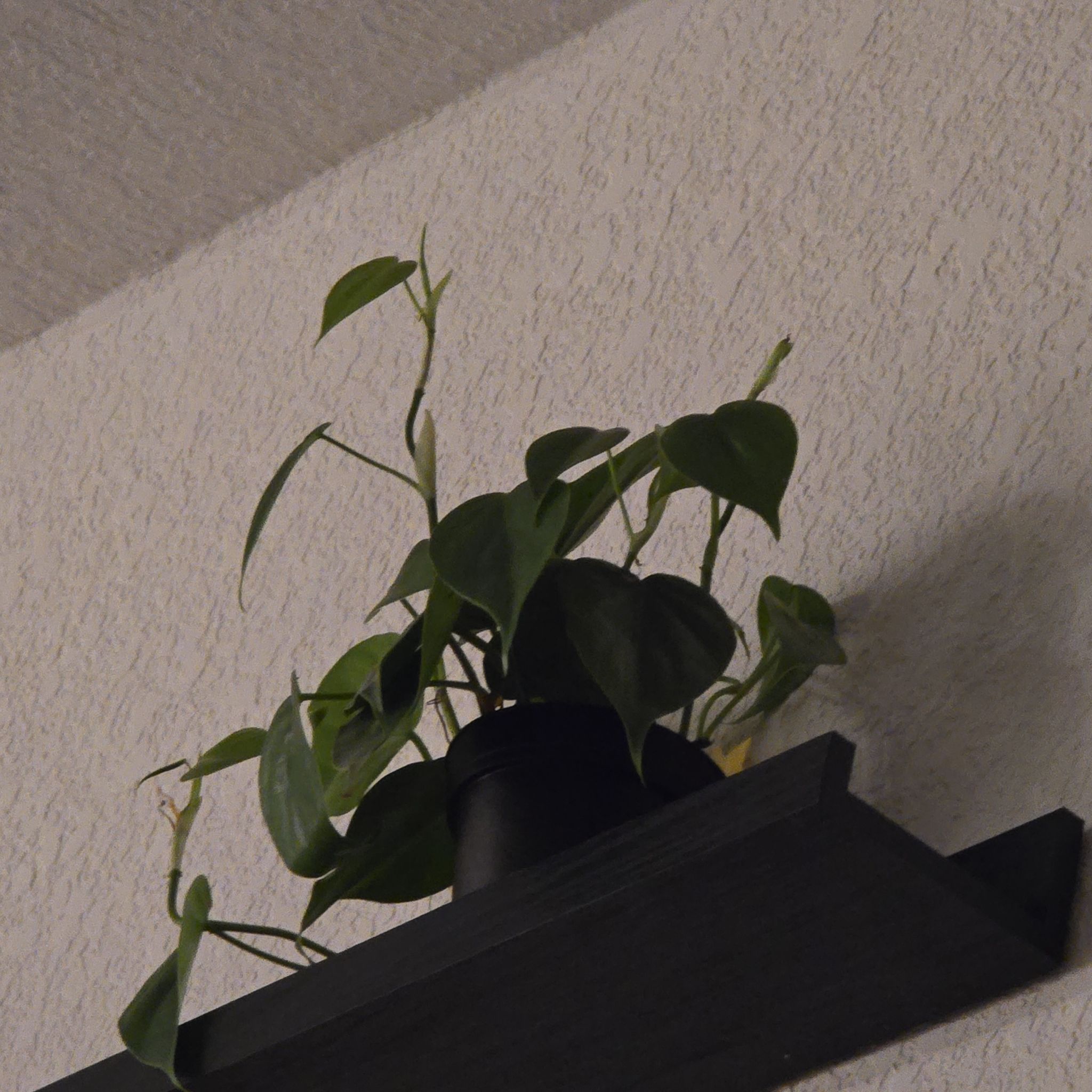 Photo of the plant species Green Philodendron by @SleekMoonstone named Philodendron scallions on Greg, the plant care app