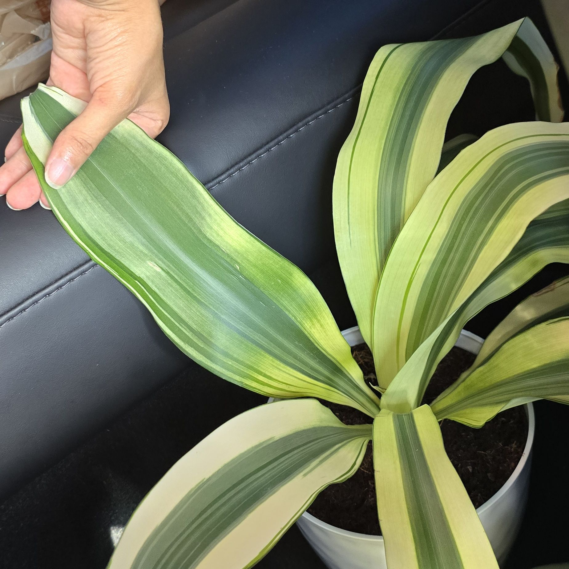Photo of the plant species Dracaena 'White Aspen' by @SleekMoonstone named Elle on Greg, the plant care app