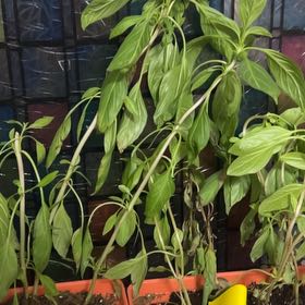 Photo of the plant species Siam Basil by @DollWoodragwort named Winston on Greg, the plant care app
