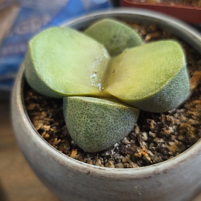 Photo of the plant species Living Stones by @GrowingBlueweed named Einstein on Greg, the plant care app