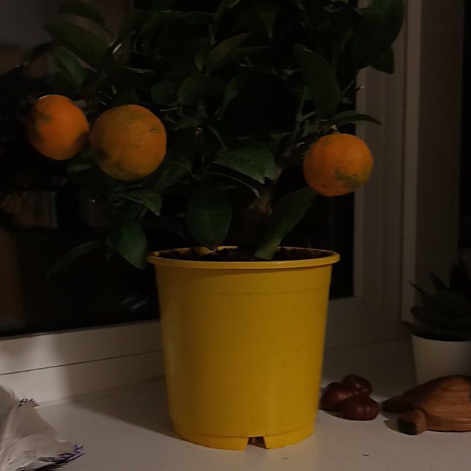 Photo of the plant species Rangpur Lime by @HumbleBacopa named Elliot on Greg, the plant care app