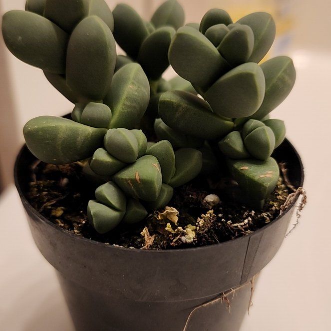 Photo of the plant species Assorted Corpuscularia by @CozyBiggalleta named Beckham on Greg, the plant care app