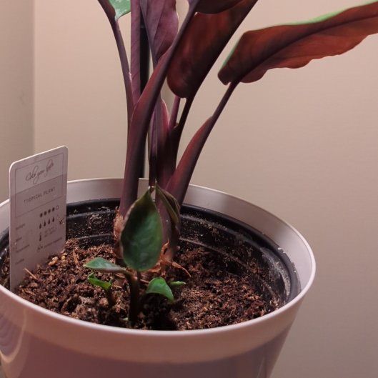 Photo of the plant species homalomena purple sword by @JubilantRoselle named Benjamin on Greg, the plant care app