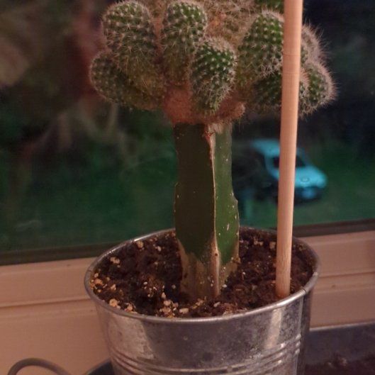Photo of the plant species Rebutia heliosa by @JubilantRoselle named Maya on Greg, the plant care app