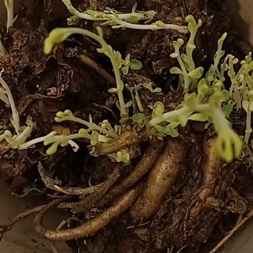 Photo of the plant species Floating Crystalwort by @GoldDunewillow named Daphne on Greg, the plant care app