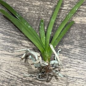 Photo of the plant species Pachara Delight Blue Orchid by @KeyAposeris27 named Tori on Greg, the plant care app