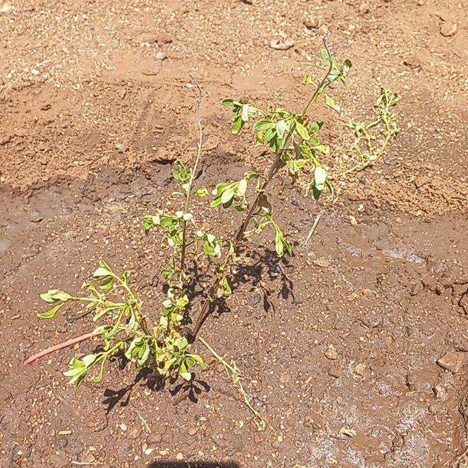 Photo of the plant species Salvia by @SmileyHedera39 named Hamilton on Greg, the plant care app