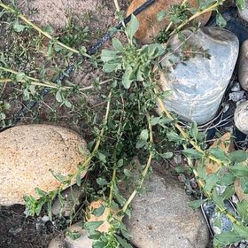 Photo of the plant species Salt Heliotrope by @FitKanono48 named Nemo on Greg, the plant care app