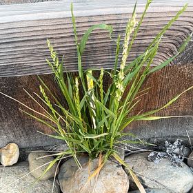 Photo of the plant species Annual Ryegrass by @FitKanono48 named Lavender on Greg, the plant care app