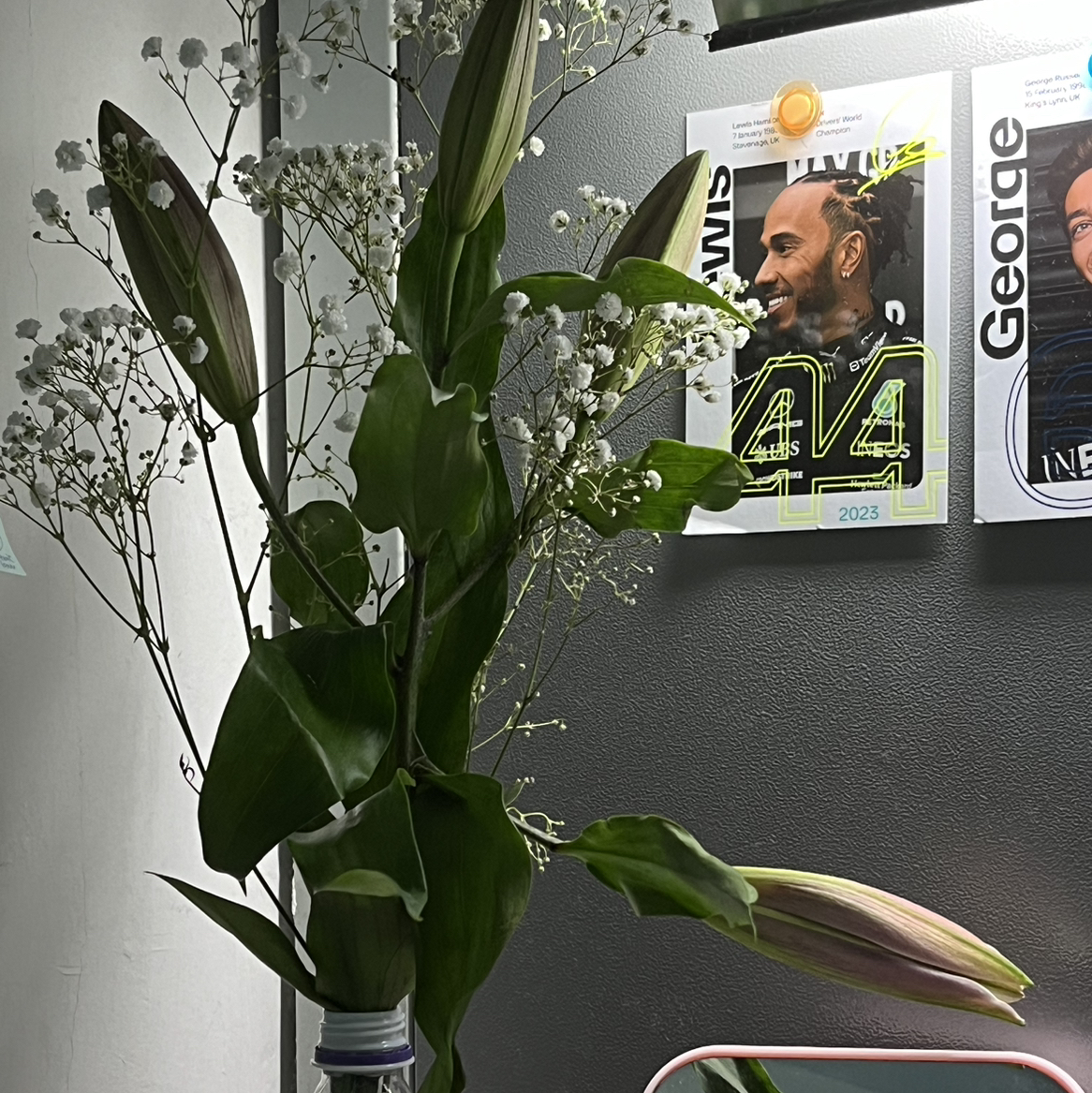 Photo of the plant species Casa Blanca Lily by @HighChilli22 named lilith on Greg, the plant care app