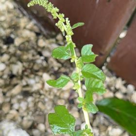 Photo of the plant species Purple Amaranth by @ImpishAntplant named Apollo on Greg, the plant care app