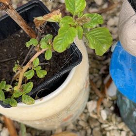 Photo of the plant species Purple Amaranth by @ImpishAntplant named Taylor Swift on Greg, the plant care app