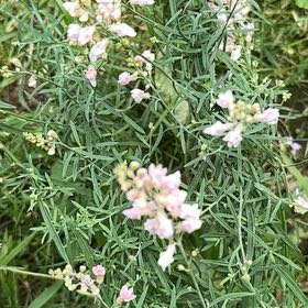 Photo of the plant species Purple Toadflax by @ImpishAntplant named Drake on Greg, the plant care app