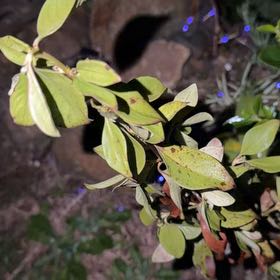 Photo of the plant species Garden Privet by @ImpishAntplant named Coco on Greg, the plant care app