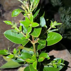 Photo of the plant species Garden Privet by @ImpishAntplant named Kylie on Greg, the plant care app