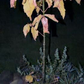 Photo of the plant species Box Elder by @ImpishAntplant named Tolkien on Greg, the plant care app