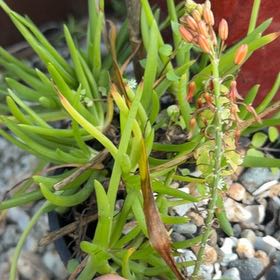 Photo of the plant species Orange Bulbine by @ImpishAntplant named Austen on Greg, the plant care app