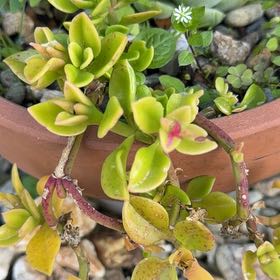 Photo of the plant species Coral Moss by @ImpishAntplant named LiloStitch on Greg, the plant care app