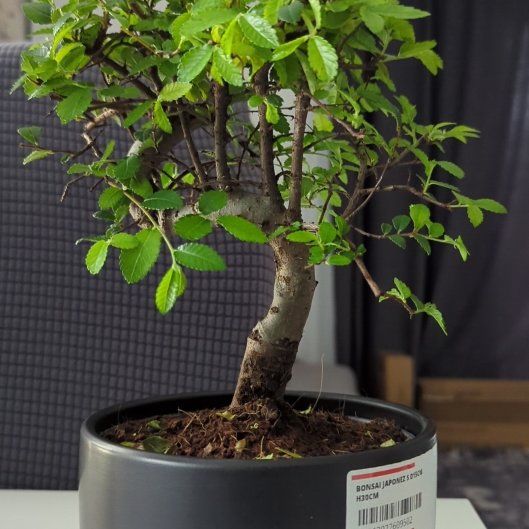 Photo of the plant species Caucasian zelkova by @GenteelRedsword named Irwin on Greg, the plant care app